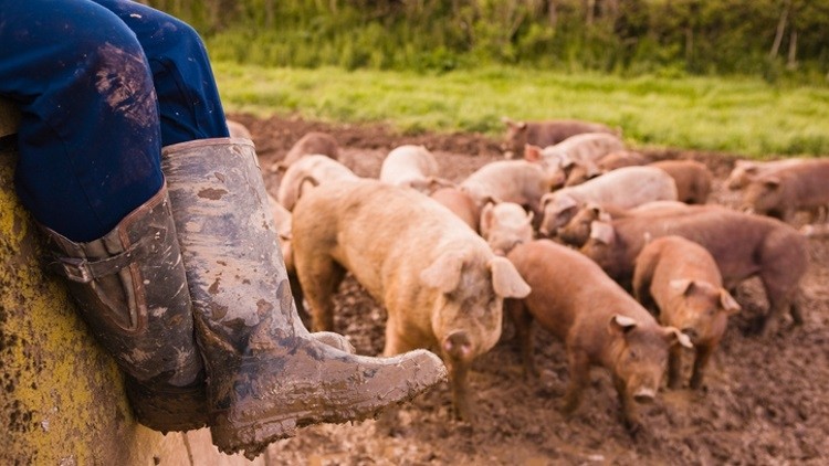 Efforts are being made by the pork industry to tackle ASF