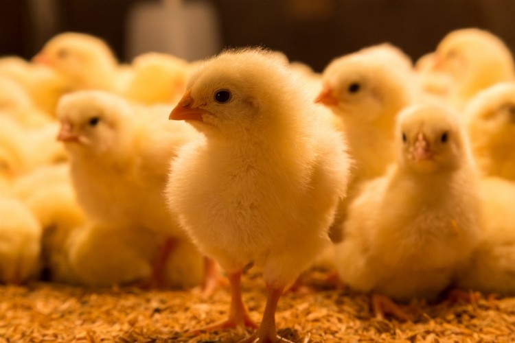 Sustainability resources made available for chicken producers