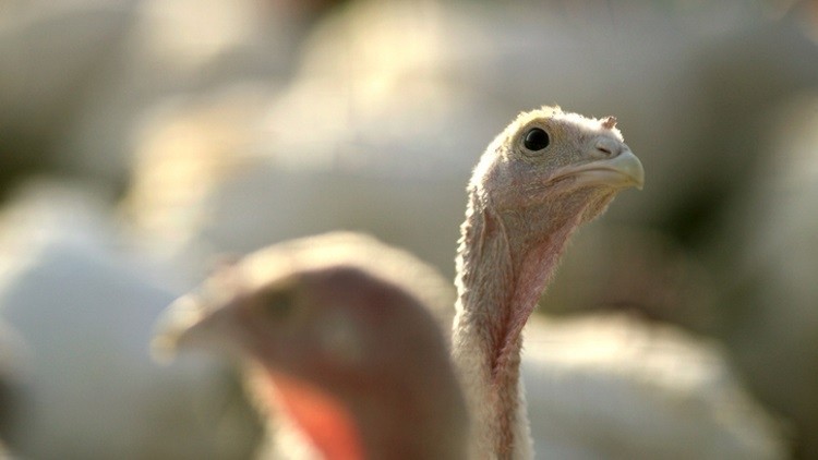 The turkey hatchery is due to begin production shortly