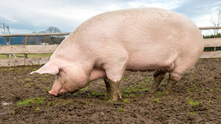 Pork producers urge agricultural research support