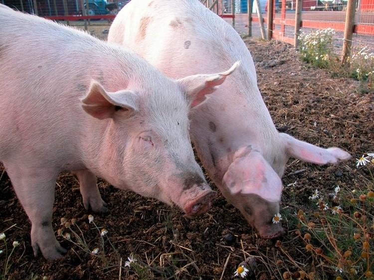 The US has issued more warnings about ASF to pig producers