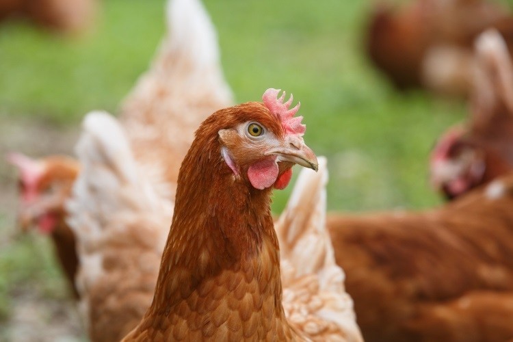 Retailer to overhaul poultry supply chain
