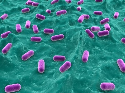 New Pediococcus acidilactici probiotic's origin in nature confers its high stability, supplier says