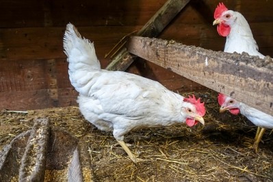 Austin believes backyard chickens can help its food waste reduction targets