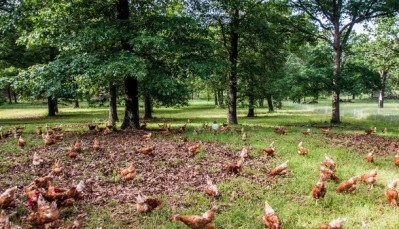 Sunrise Strategic Partners invests in Vital Farms pasture-raised eggs