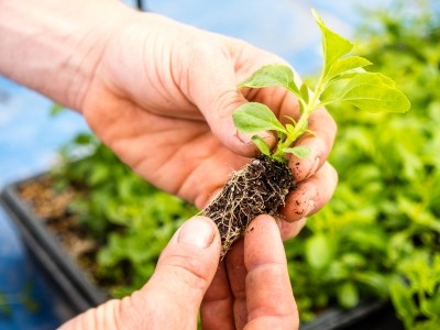 Stevia First bets on US-based production, technical innovation