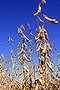 Monsanto soybean trait for lower saturated fat gets USDA deregulation