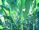US corn production fell this year