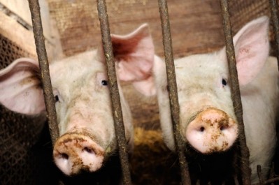 US pork sector warns about consequences of sow stall removal
