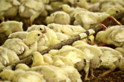 Brazil has lost share of global poultry market