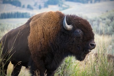 Buffalo is the national US mammal but demand for the high-protein meat is growing quickly