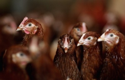 The quarantine zone will restrict the movement of eggs, poultry and poultry products