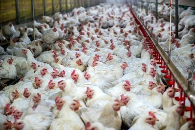 The US government is challenging China over WTO violations, adding 'unfair' taxes on America's poultry producers