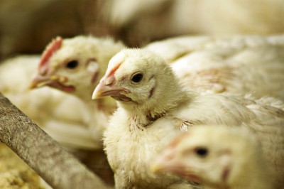 US chicken industry to benefit from ruling