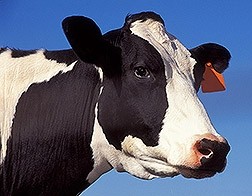 USDA re-opens slaughterhouse after ‘downer’ assurances