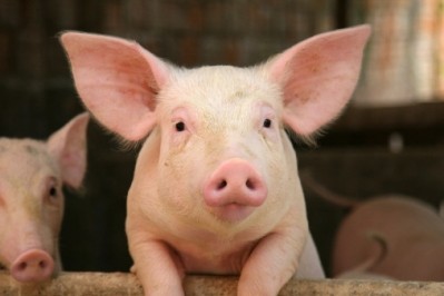 The disease, which has been effecting US piglets, has not been as devasting to industry as expected
