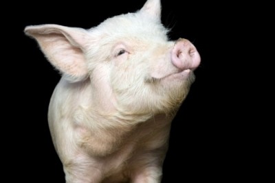 Smithfield announces strong pork operating profit