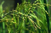 US rice arsenic level regulations ‘imperative’ - report