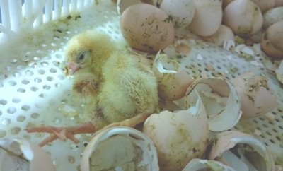 Chicks like this one were 'deprived of warmth and comfort', according to PETA