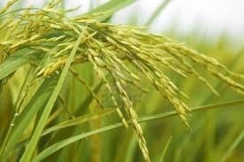 Sprouting key to quality of AIDP's new rice protein ingredient