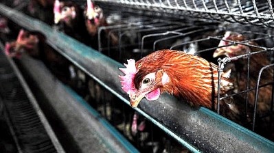 China bans all US poultry imports after west coast bird flu outbreak