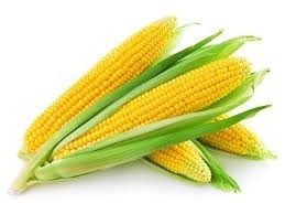 Z Trim Holdings makes first sales of non-GMO corn fiber ingredient
