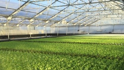 Hydroponic growing systems use significantly less water, claims Suncrest USA