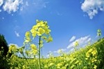 There has been a sharp rise of interest in canola protein  