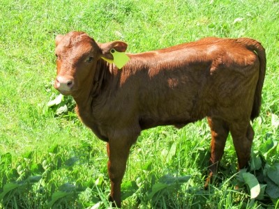 New label for meat from grass-fed animals