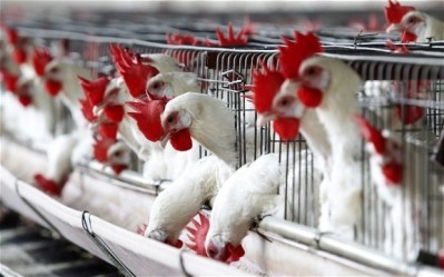 A total of 71 poultry farms have been hit by bird flu in Iowa