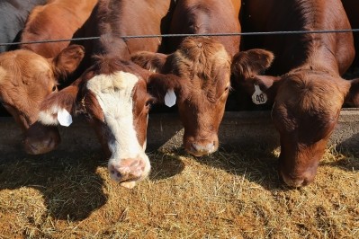 Could things be looking up for the US cattle industry?