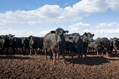 Cargill suggested the sale of its feedlots would generate 'tens of millions of dollars' 