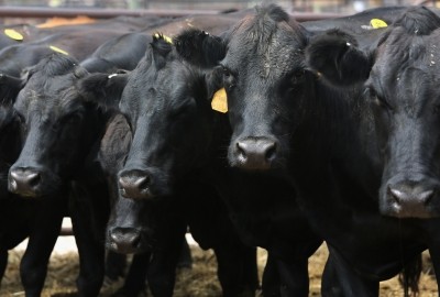 The AWI said the NCBA's Beef Quality Assurance Program did not meet OIE code