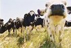 US and Canada compromise on organic equivalency for certain meats, dairy