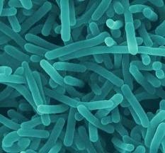 Listeria genome map will quicken food industry outbreak response: Genome Canada