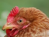 Plans afoot to revamp US poultry inspection