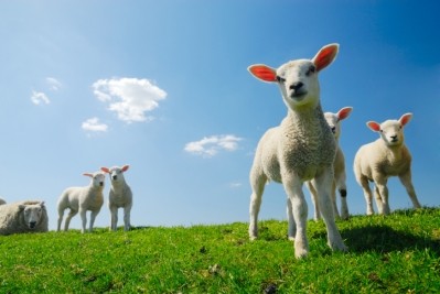 JBS says US lamb offered 'limited' growth opportunities