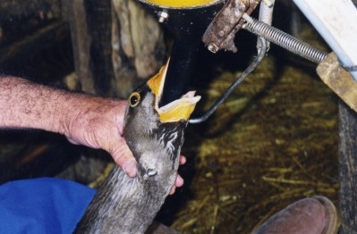Many claim foie gras production is a cruel practice