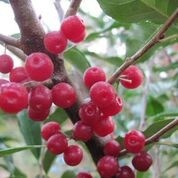 Study adds proanthocyanidins, vitamin E to Lycoberry's already verified high levels of lycopene