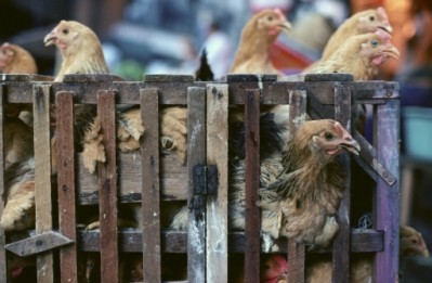 Mexico takes emergency action on avian influenza