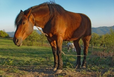 US welfare group points to horse consumption danger