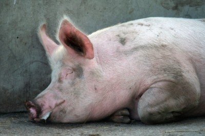 Canadian pig producers to tighten biosecurity measures
