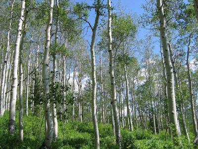 Birch trees. Pic: Flickr / saaby