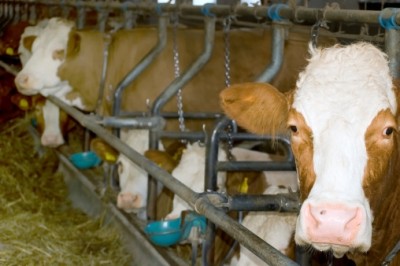 Animal rights groups want to ensure animals raised for food are treated more humanely