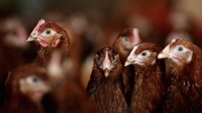 The US government claims to have developed a bird flu vaccine that is 100% effective for chickens
