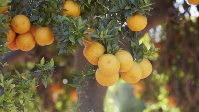 The UCR citrus variety collection houses more than 1,000 citrus varieties