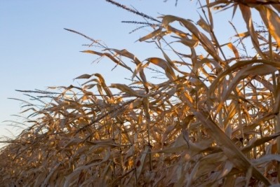Suspending biofuel standard might increase livestock feed prices, report claims
