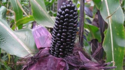 Purple corn pioneer Suntava acquired by Healthy Food Ingredients LLC