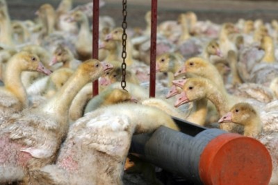 August's influenza outbreak was 'staggering' says poultry council