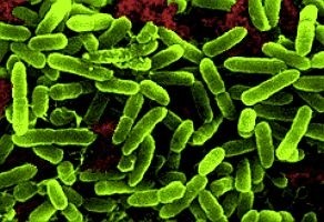 The AvidBiotics Purocin antibacterial technology is based on R-type bacteriocins produced by some Pseudomonas aeruginosa strains